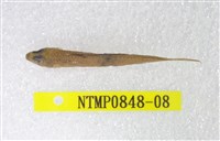 藏品(小骨鰧)的圖片